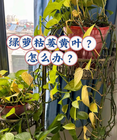 绿萝叶子黄了用什么肥 绿萝叶子黄了用什么肥