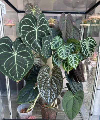 家里阳光不足怎么养花，选对植物种类，掌握养护技巧