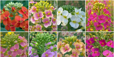 家里阳光不足怎么养花，选对植物种类，掌握养护技巧