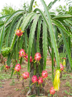家里阳光不足怎么养花，选对植物种类，掌握养护技巧