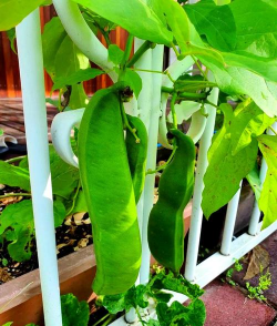 家里阳光不足怎么养花，选对植物种类，掌握养护技巧