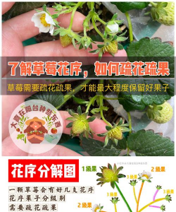 家里阳光不足怎么养花，选对植物种类，掌握养护技巧