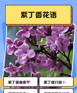 小众送妈妈的花有哪些花