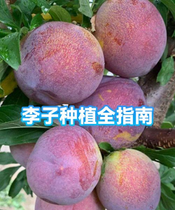 家里阳光不足怎么养花，选对植物种类，掌握养护技巧