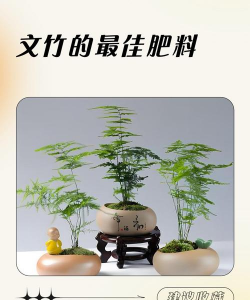 家里阳光不足怎么养花，选对植物种类，掌握养护技巧