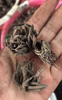 家里阳光不足怎么养花，选对植物种类，掌握养护技巧