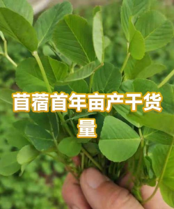 苜蓿产量是多少