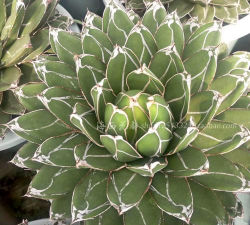 家里阳光不足怎么养花，选对植物种类，掌握养护技巧