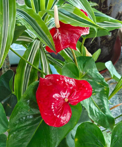 家里阳光不足怎么养花，选对植物种类，掌握养护技巧