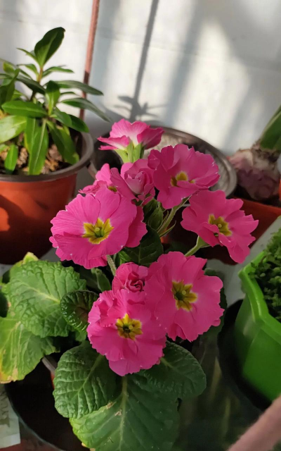 家里阳光不足怎么养花，选对植物种类，掌握养护技巧