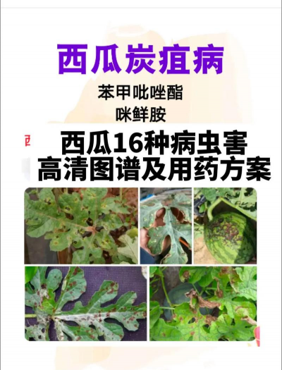 家里阳光不足怎么养花，选对植物种类，掌握养护技巧