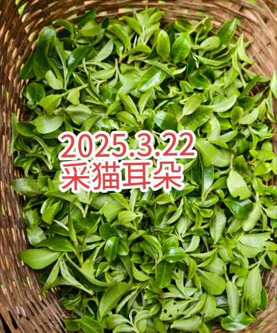 家里阳光不足怎么养花，选对植物种类，掌握养护技巧