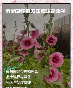 家里阳光不足怎么养花，选对植物种类，掌握养护技巧