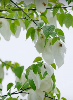 家里阳光不足怎么养花，选对植物种类，掌握养护技巧
