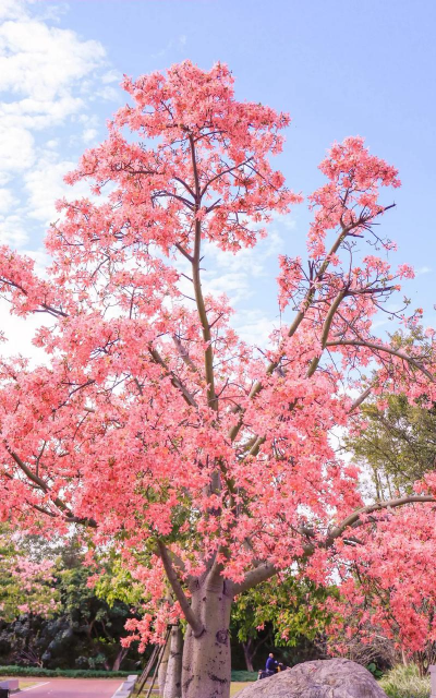 家里阳光不足怎么养花，选对植物种类，掌握养护技巧