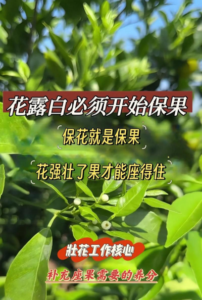 家里阳光不足怎么养花，选对植物种类，掌握养护技巧