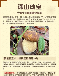 家里阳光不足怎么养花，选对植物种类，掌握养护技巧