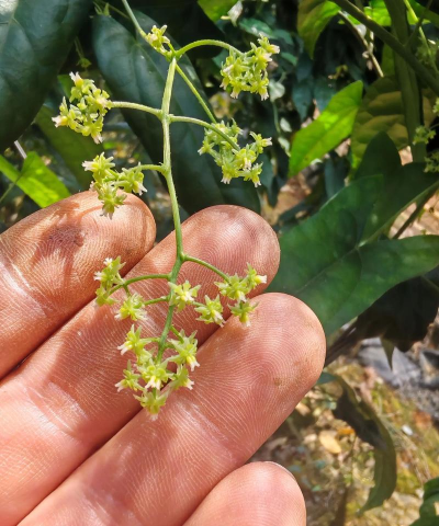 家里阳光不足怎么养花，选对植物种类，掌握养护技巧