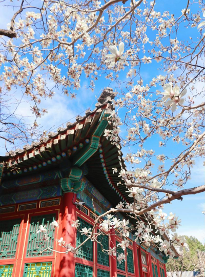 家里阳光不足怎么养花，选对植物种类，掌握养护技巧