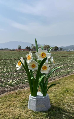 家里阳光不足怎么养花，选对植物种类，掌握养护技巧