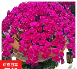 家里阳光不足怎么养花，选对植物种类，掌握养护技巧