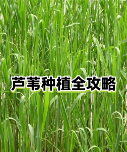 家里阳光不足怎么养花，选对植物种类，掌握养护技巧