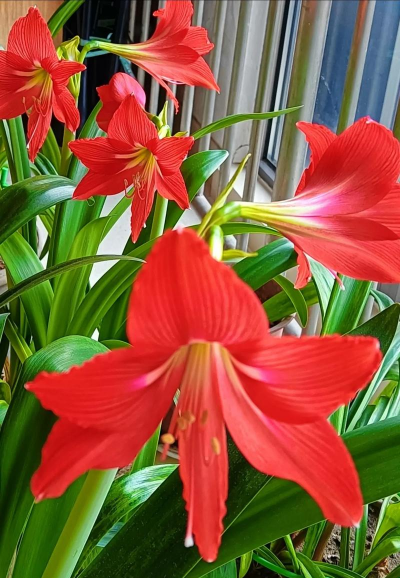 家里阳光不足怎么养花，选对植物种类，掌握养护技巧