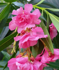 家里阳光不足怎么养花，选对植物种类，掌握养护技巧