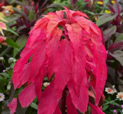 家里阳光不足怎么养花，选对植物种类，掌握养护技巧