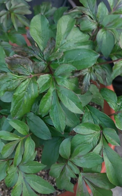 家里阳光不足怎么养花，选对植物种类，掌握养护技巧