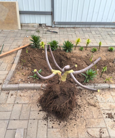 家里阳光不足怎么养花，选对植物种类，掌握养护技巧