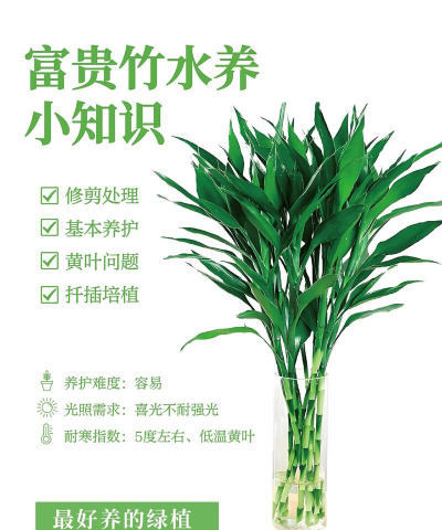 家里阳光不足怎么养花，选对植物种类，掌握养护技巧