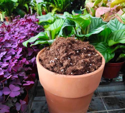 家里阳光不足怎么养花，选对植物种类，掌握养护技巧