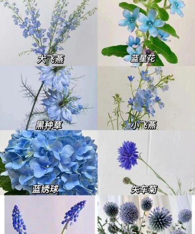 家里阳光不足怎么养花，选对植物种类，掌握养护技巧