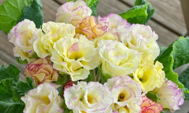 家里阳光不足怎么养花，选对植物种类，掌握养护技巧