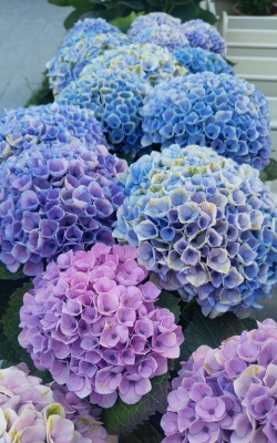 家里阳光不足怎么养花，选对植物种类，掌握养护技巧