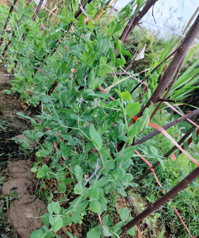 家里阳光不足怎么养花，选对植物种类，掌握养护技巧