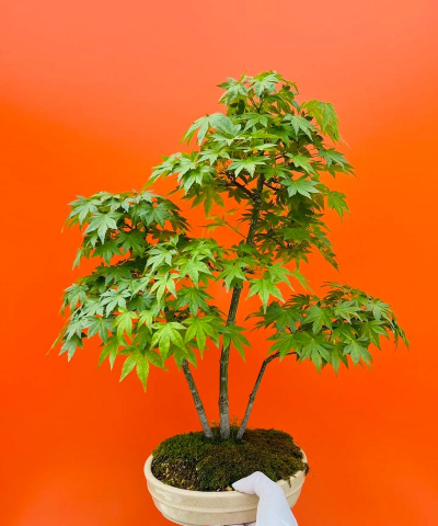 家里阳光不足怎么养花，选对植物种类，掌握养护技巧