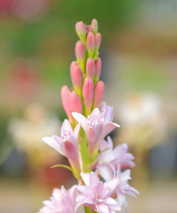 家里阳光不足怎么养花，选对植物种类，掌握养护技巧