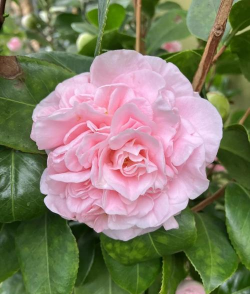 家里阳光不足怎么养花，选对植物种类，掌握养护技巧