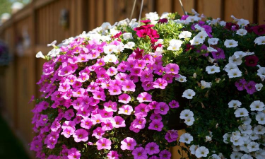 家里阳光不足怎么养花，选对植物种类，掌握养护技巧