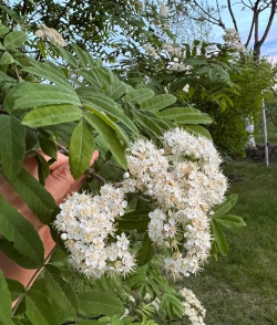 家里阳光不足怎么养花，选对植物种类，掌握养护技巧