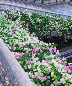 家里阳光不足怎么养花，选对植物种类，掌握养护技巧