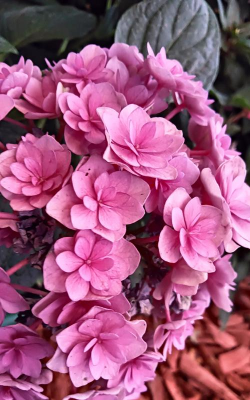 家里阳光不足怎么养花，选对植物种类，掌握养护技巧