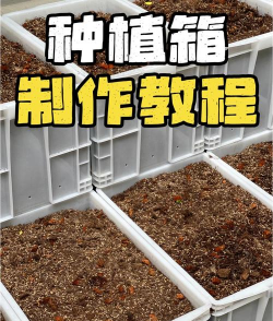 家里阳光不足怎么养花，选对植物种类，掌握养护技巧