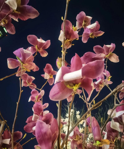 家里阳光不足怎么养花，选对植物种类，掌握养护技巧