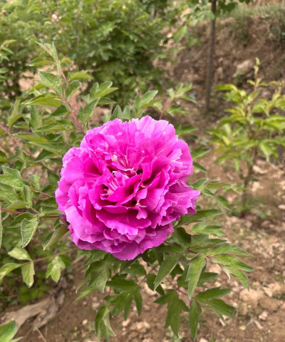 家里阳光不足怎么养花，选对植物种类，掌握养护技巧