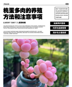 小众送妈妈的花有哪些花