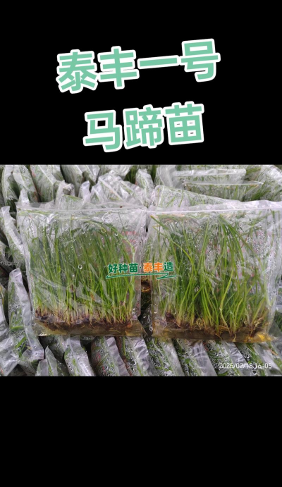 家里阳光不足怎么养花，选对植物种类，掌握养护技巧