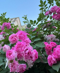 家里阳光不足怎么养花，选对植物种类，掌握养护技巧